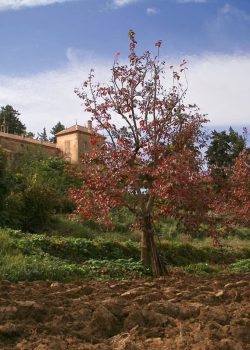 Monastère de Tibhirine